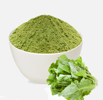 Lettuce (Salad Patta)
